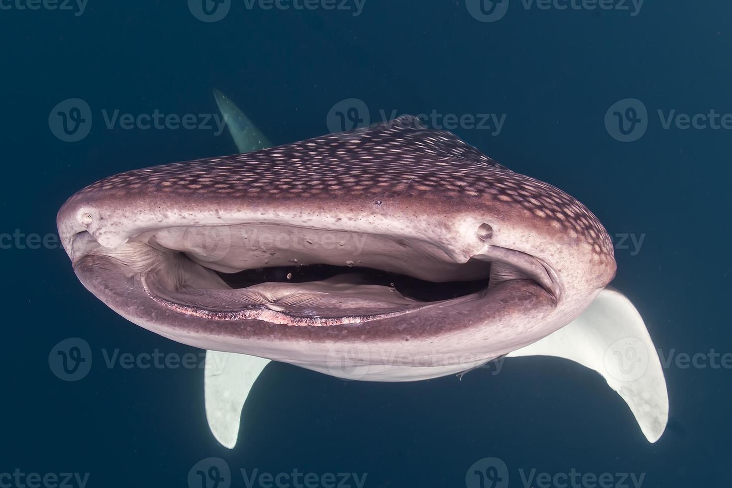 Whale Shark close up underwater portrait photo