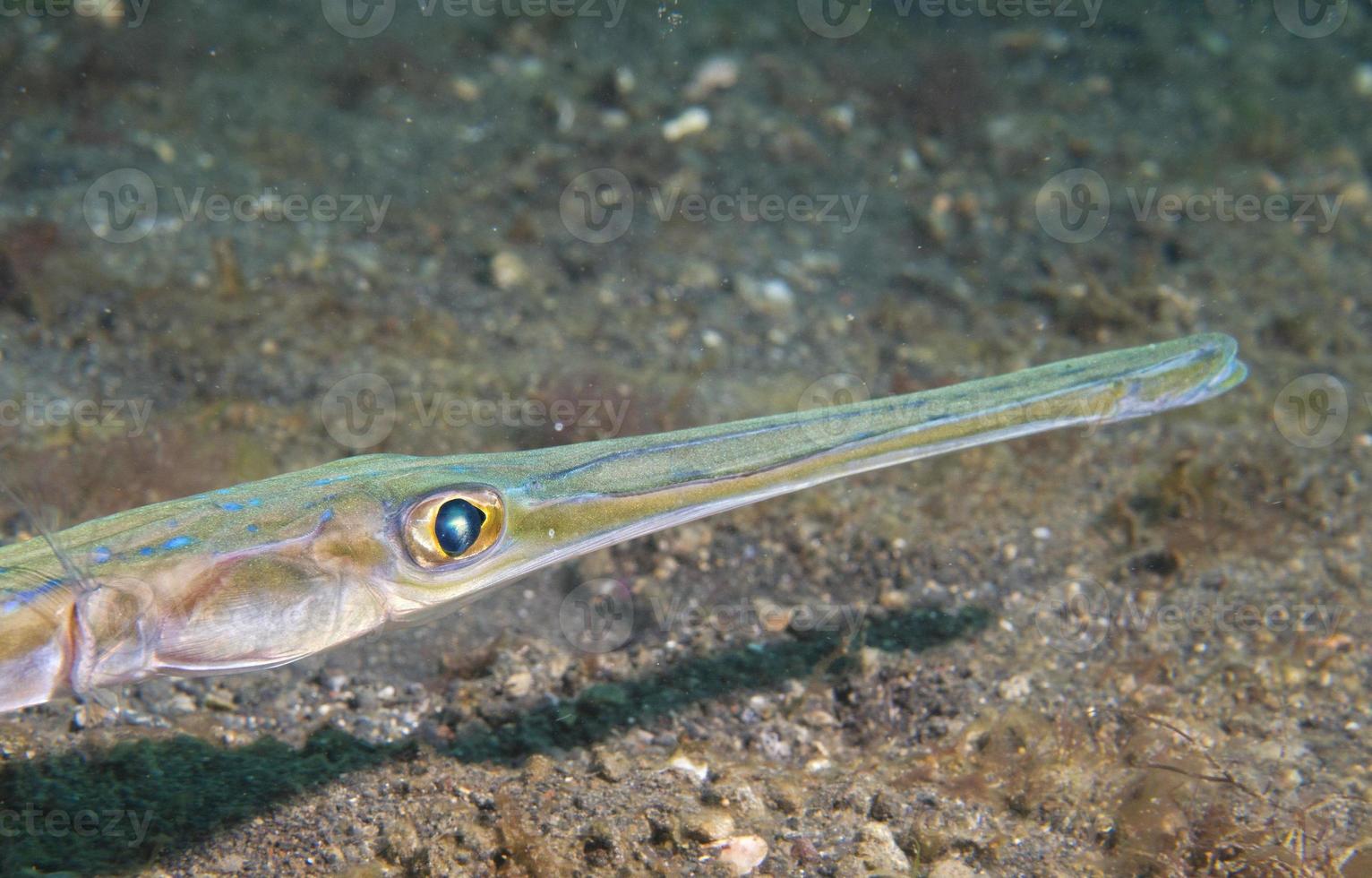 Cornet Trumpet Fish Fistularia commersonii photo