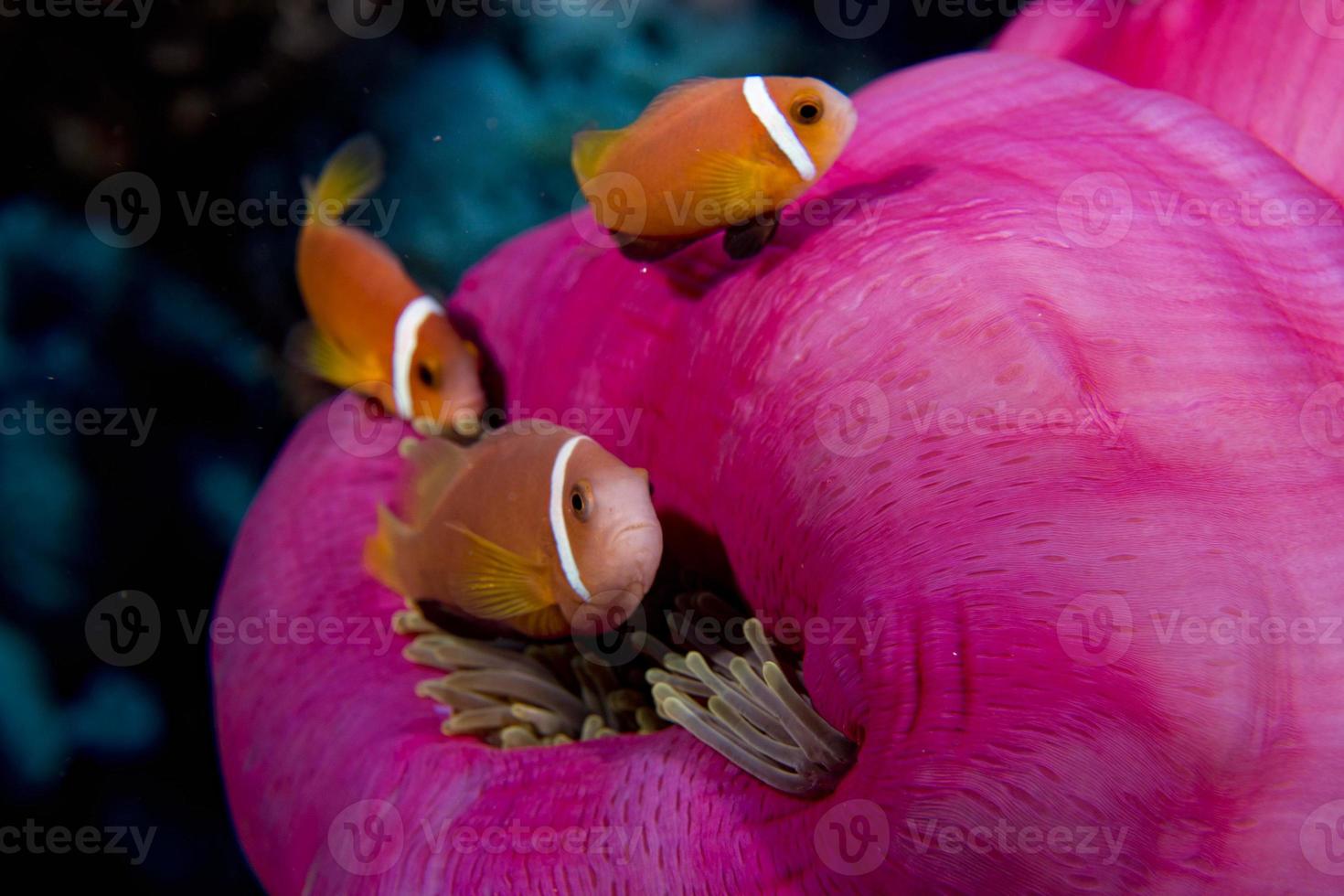 pez payaso dentro de una anémona rosa púrpura foto