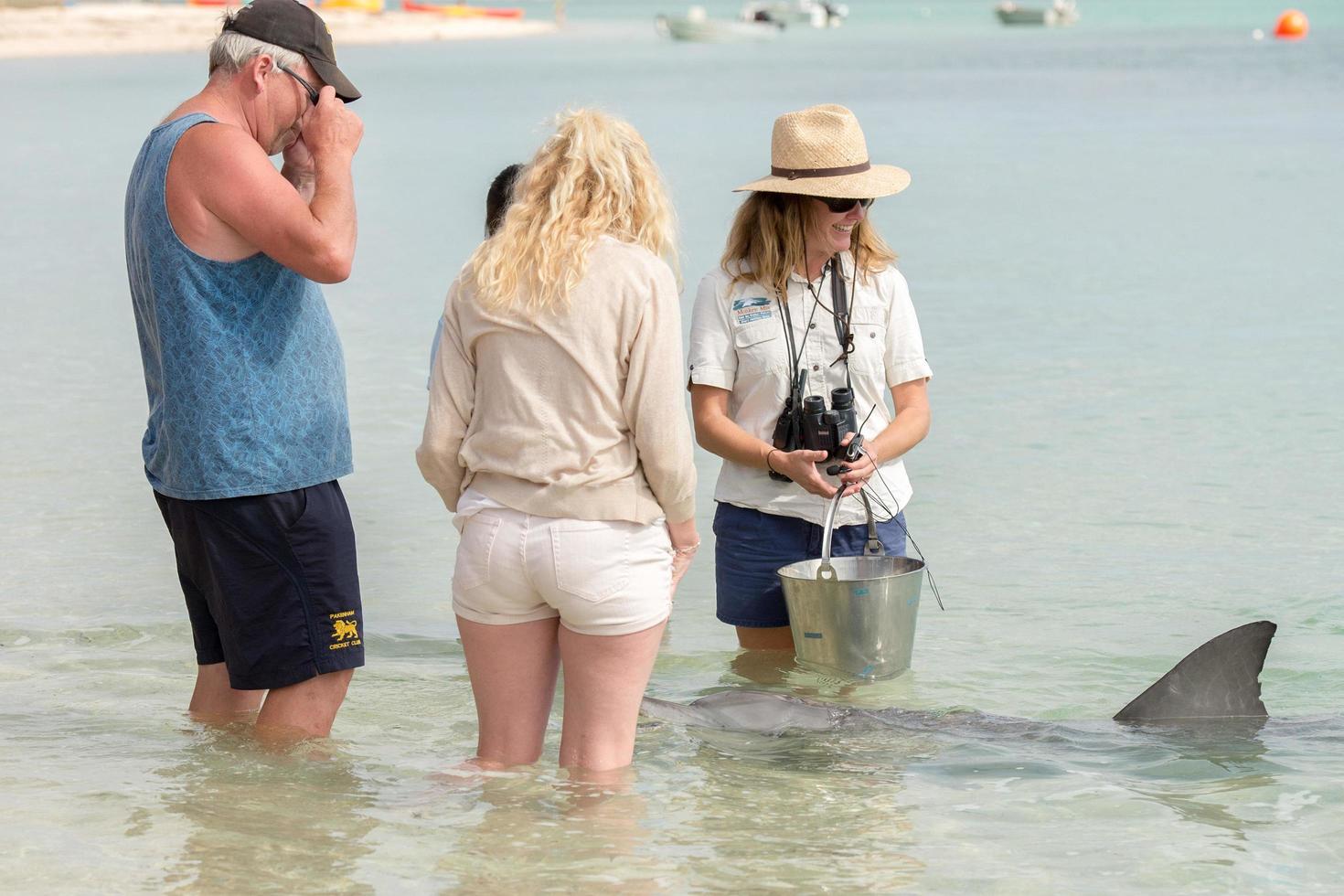 MONKEY MIA, AUSTRALIA - AUGUST, 28, 2015- dolphins near the shore get in touch with humans photo