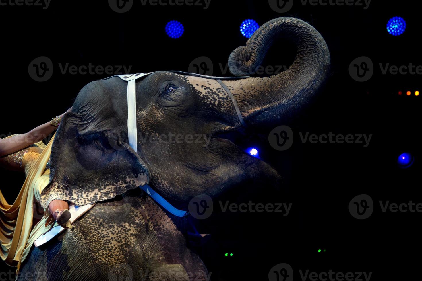 elephant exhibition at the circus photo