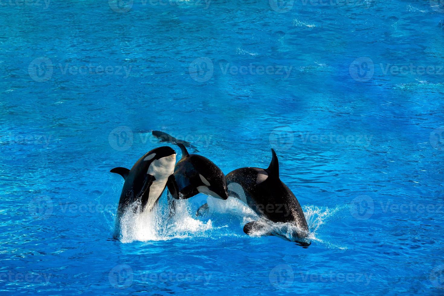 orca killer whale while jumping photo