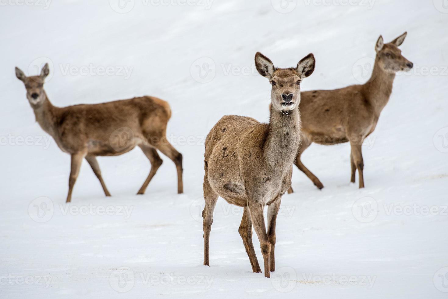 deer family portrait while looking at you photo