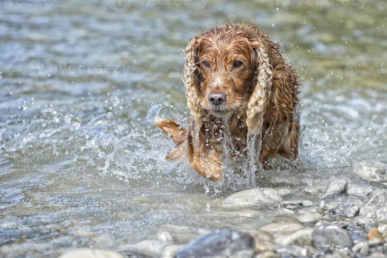 Happy Dog English cocker spaniel while running to you photo