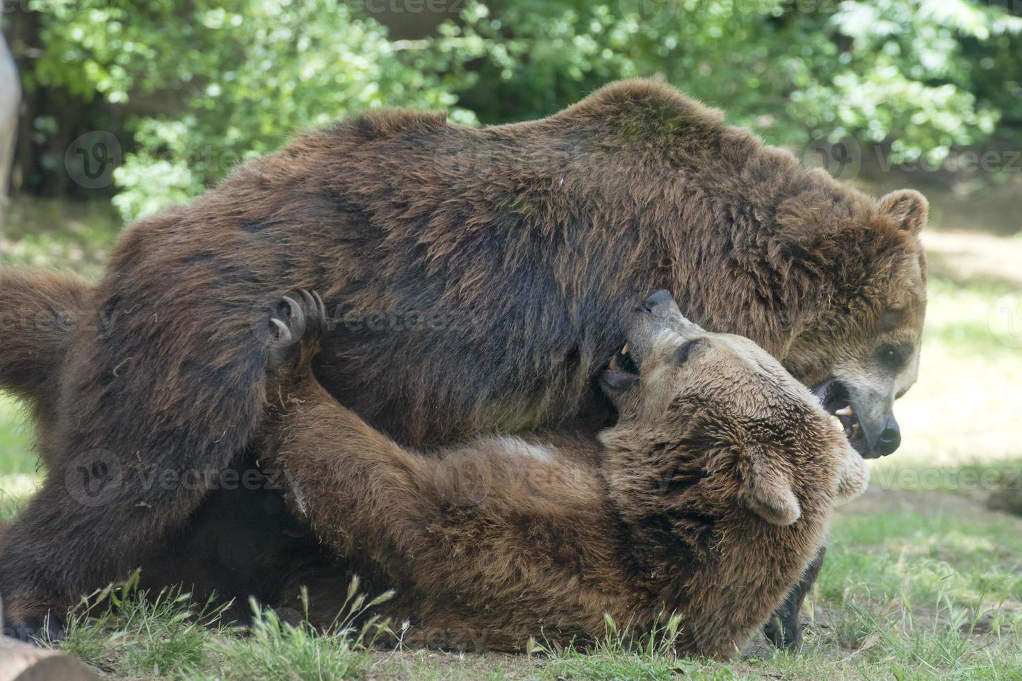 Two black grizzly bears while fighting photo