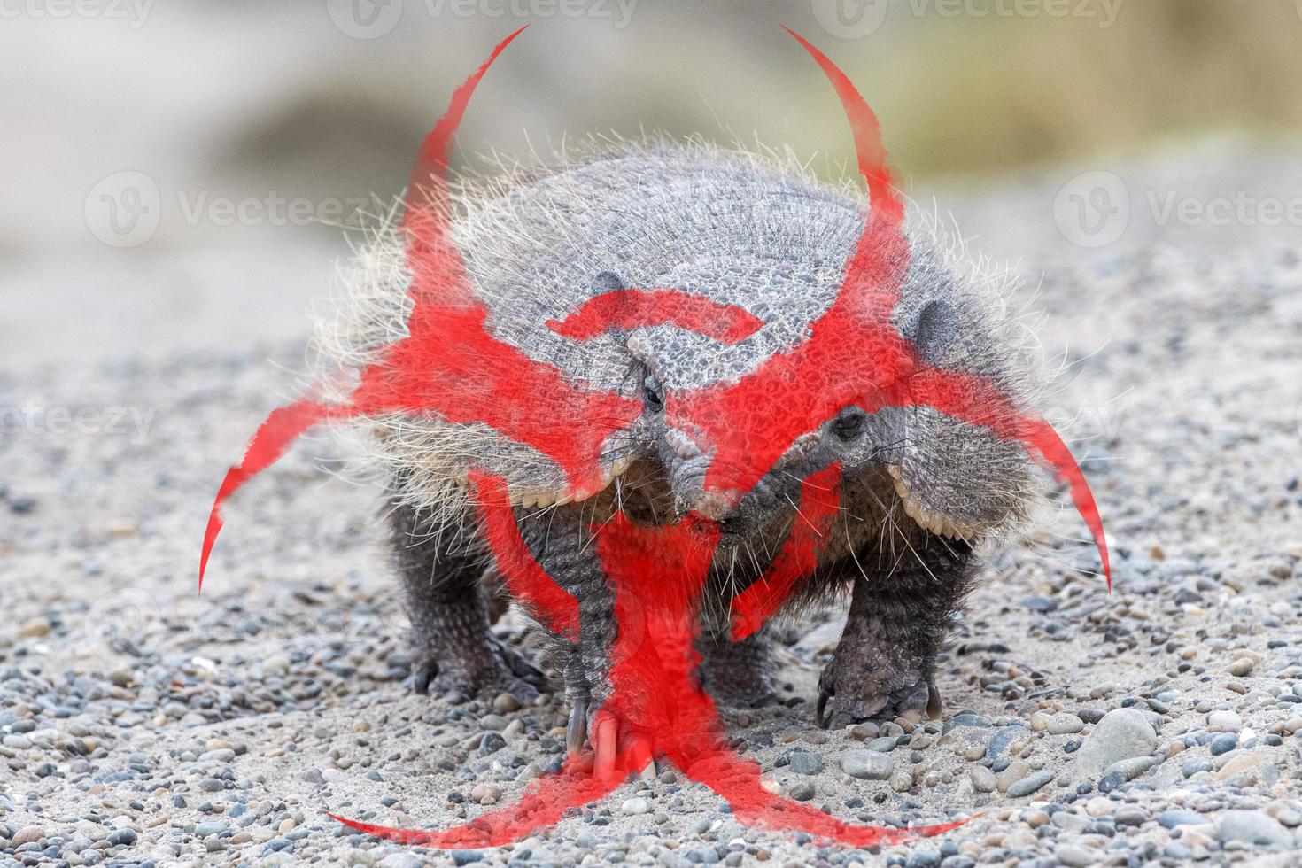 patagonia armadillo close up portrait photo