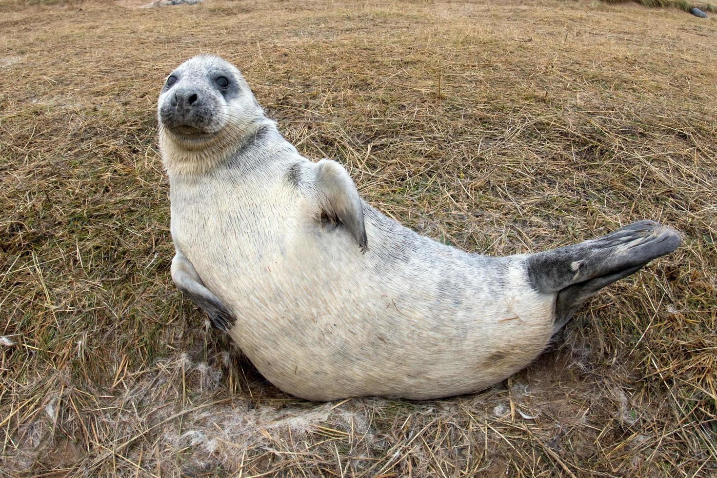 grey seal puppy while looking at you photo