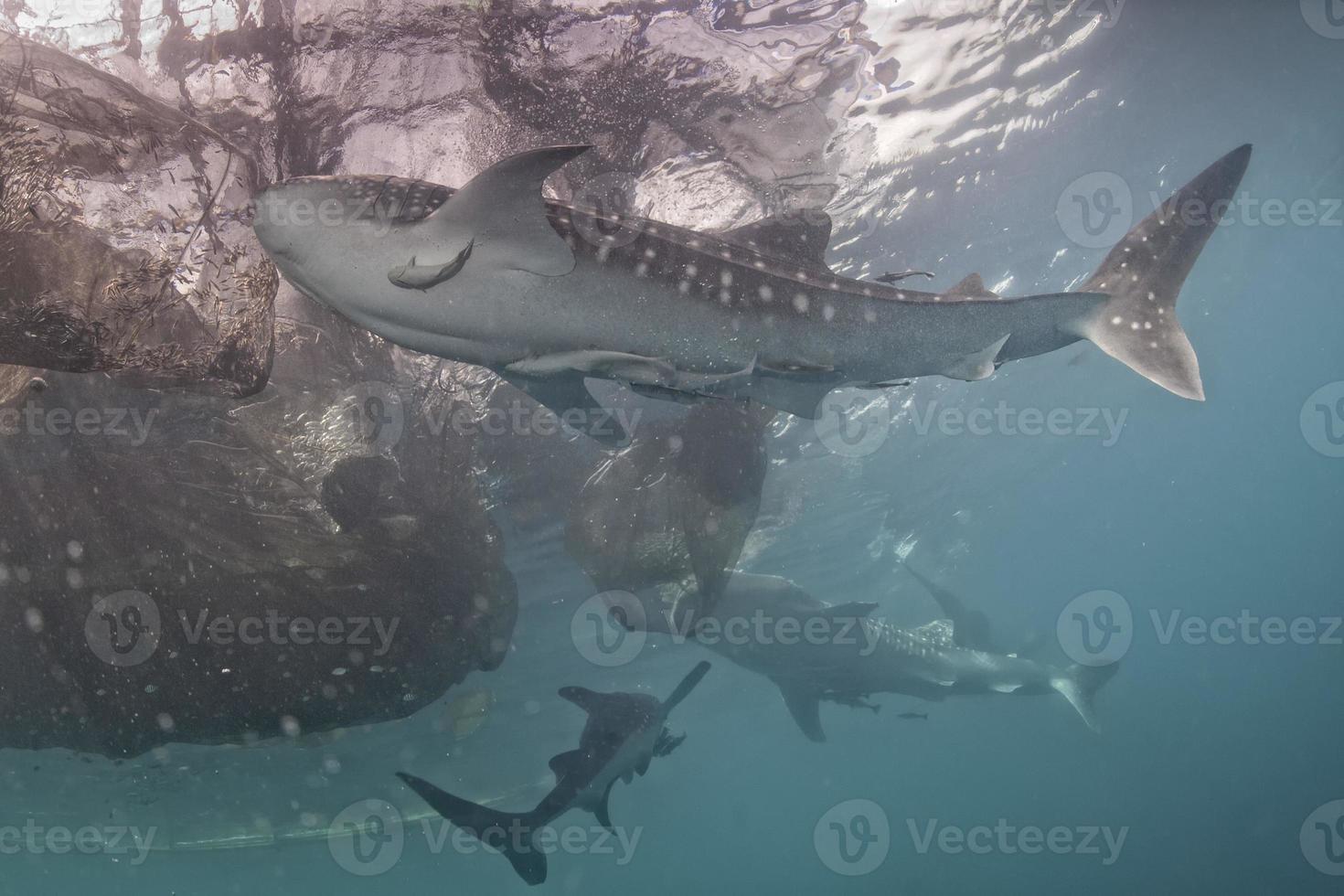 tiburón ballena bajo la plataforma de pesca de pescadores en papúa foto