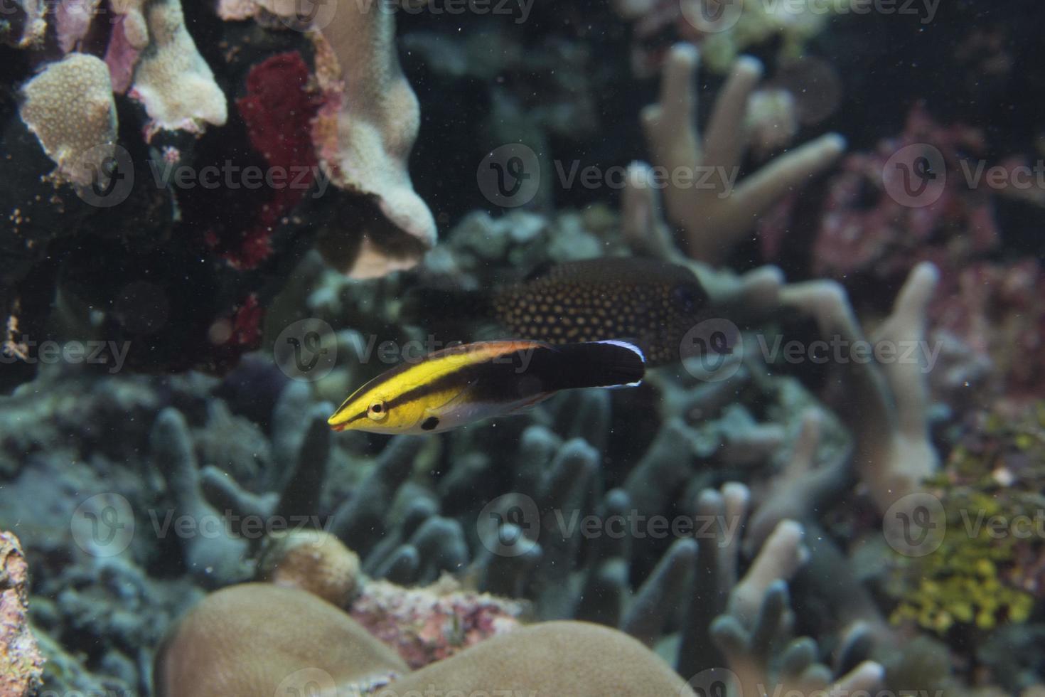 fish on corals house for Fishes photo