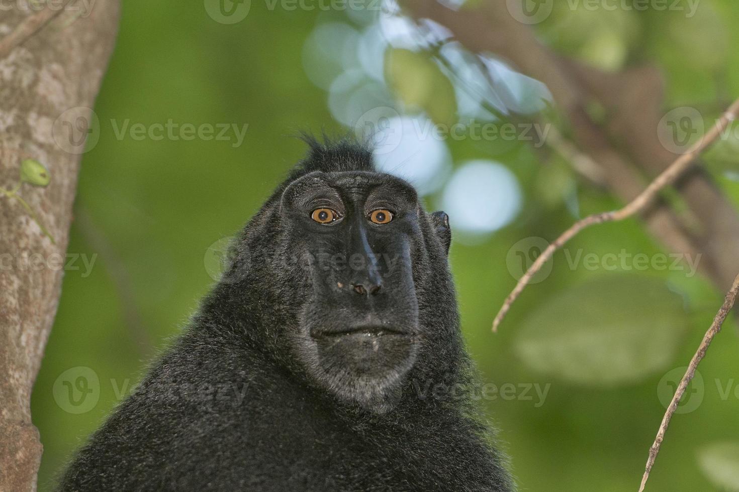 macaco negro con cresta mientras te mira en el bosque foto