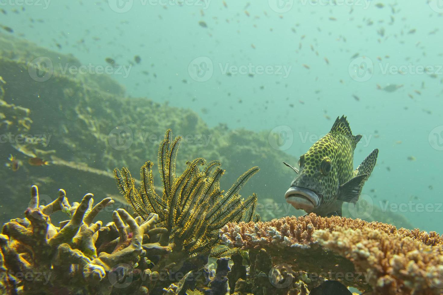 A sweet lips fish in Sipadan, Borneo, Malaysia photo