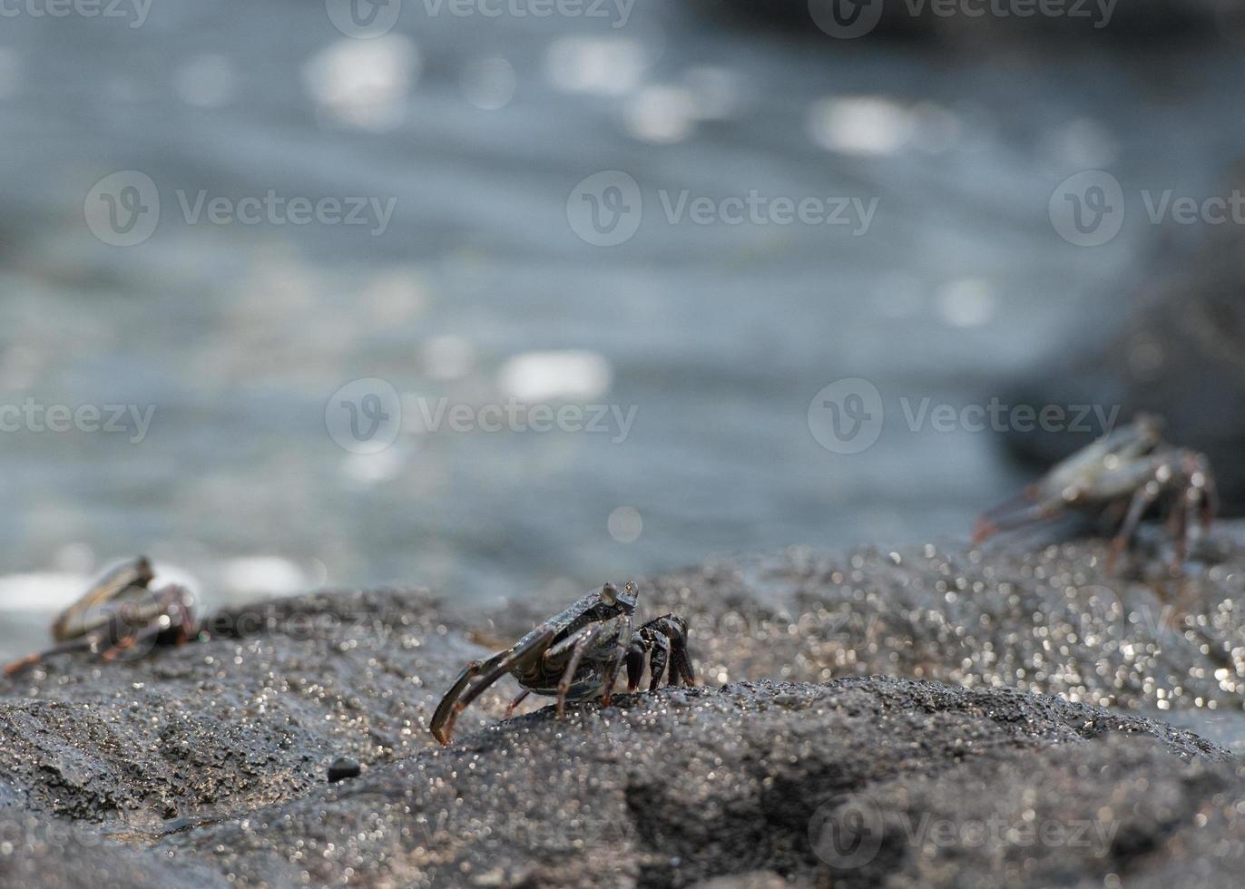 cangrejo en las rocas de lava en hawaii foto