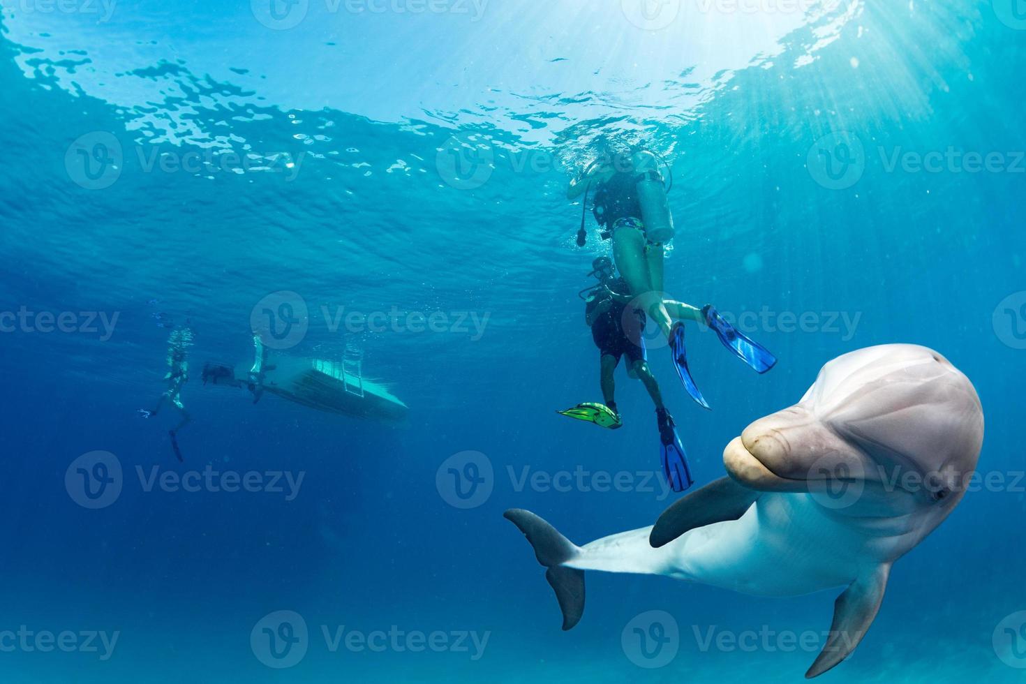 dolphin underwater on blue ocean background photo