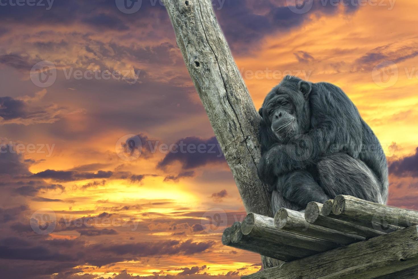 Ape chimpanzee monkey while sleeping photo