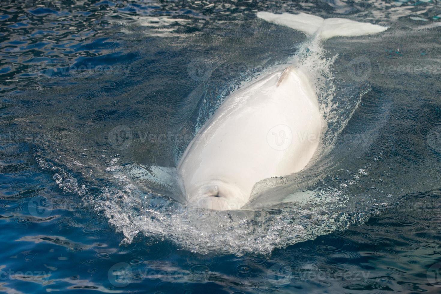 Beluga whale white dolphin portrait photo