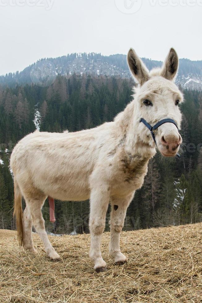 white donkey portrait while excited photo