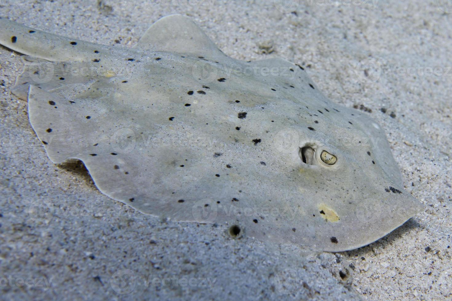 parsnip stingray fish photo