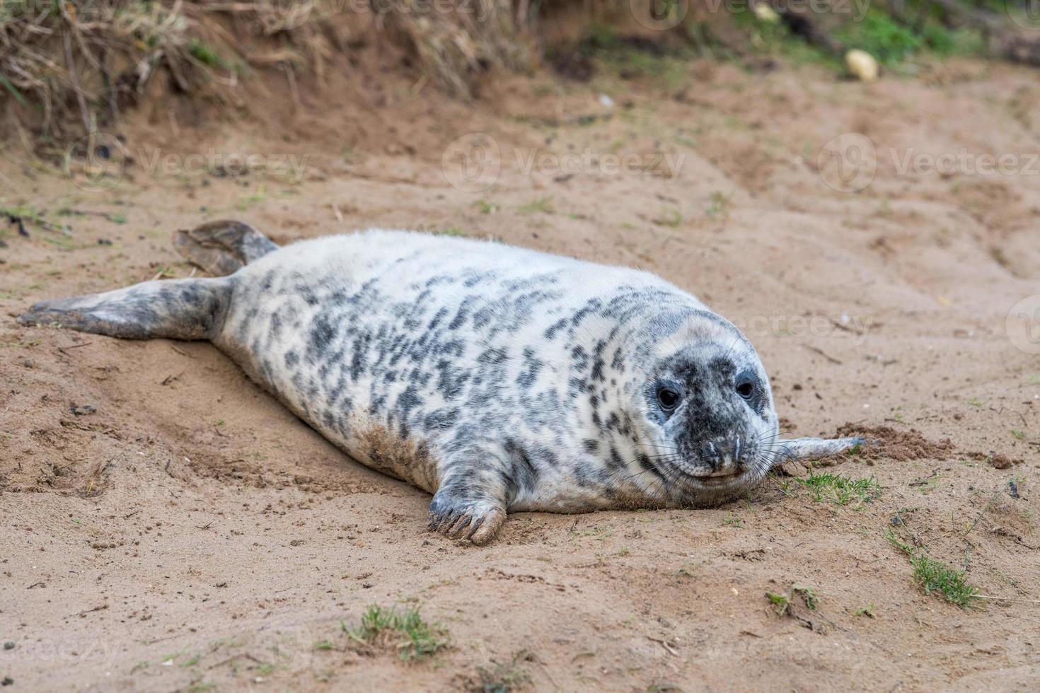 grey seal puppy while relaxing on the beach in Great Britain photo