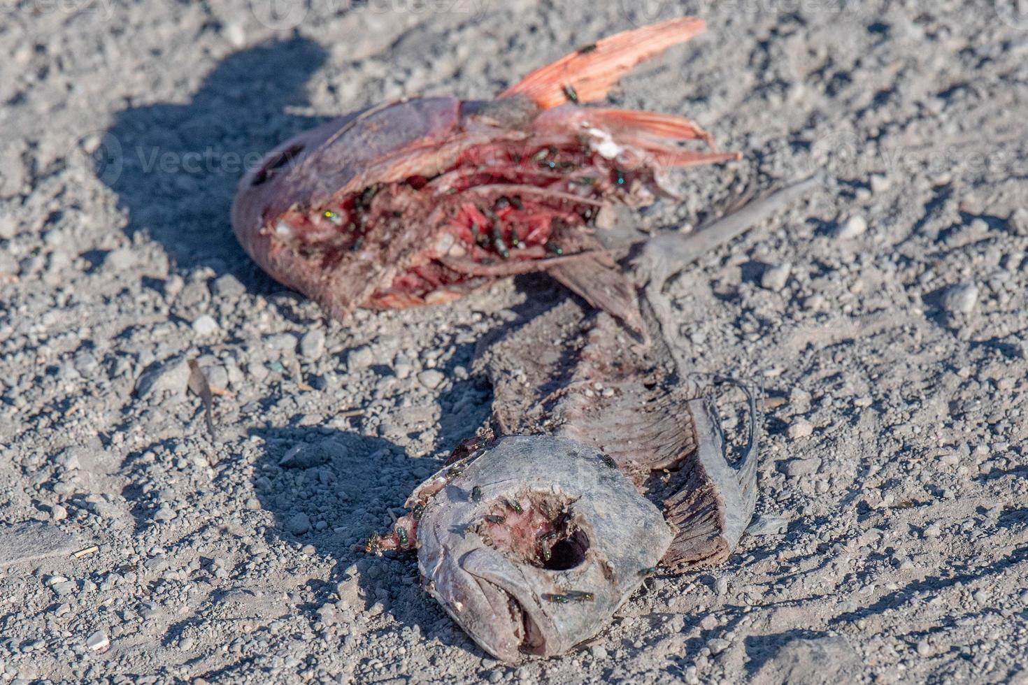 dead fish on the beach body skeleton full of flyes photo