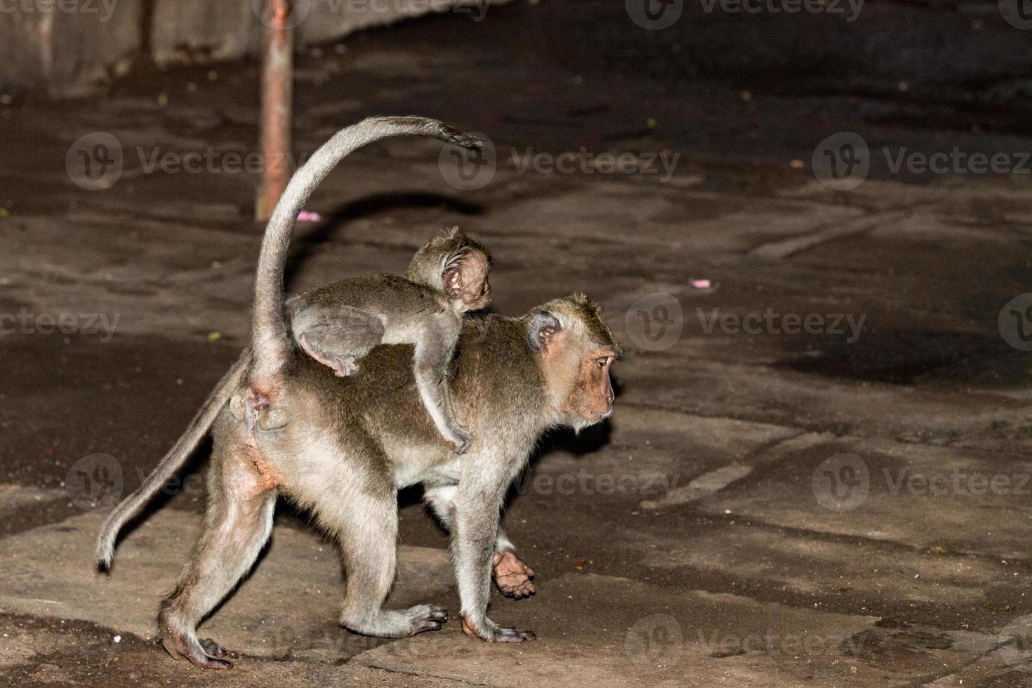 Indonesia macaque monkey ape inside a temple portrait photo