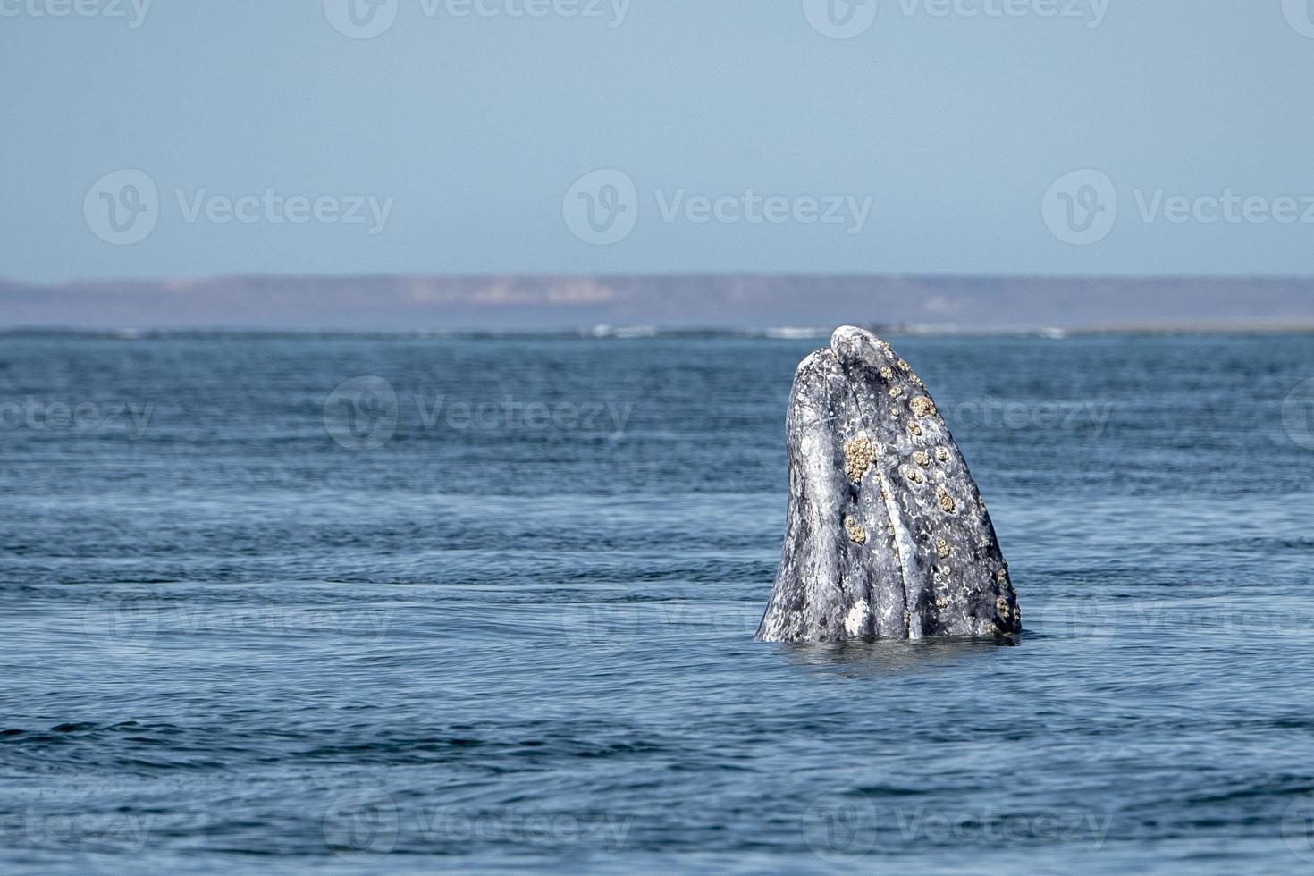 grey whale watching in baja california photo