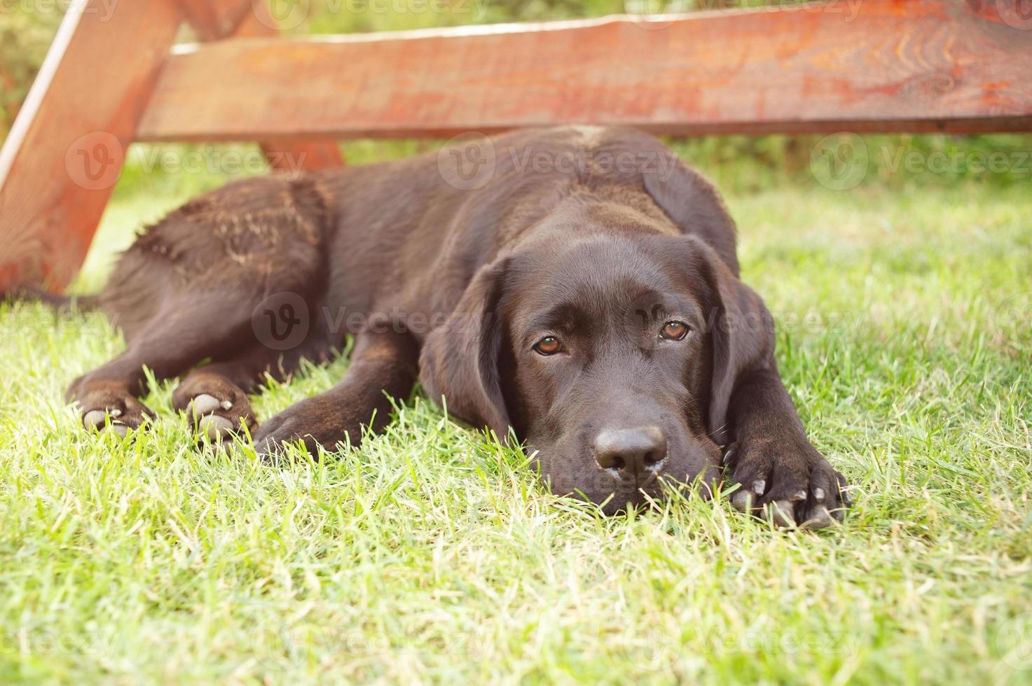 A black Labrador retriever dog lies on a green lawn. The pet is resting. photo