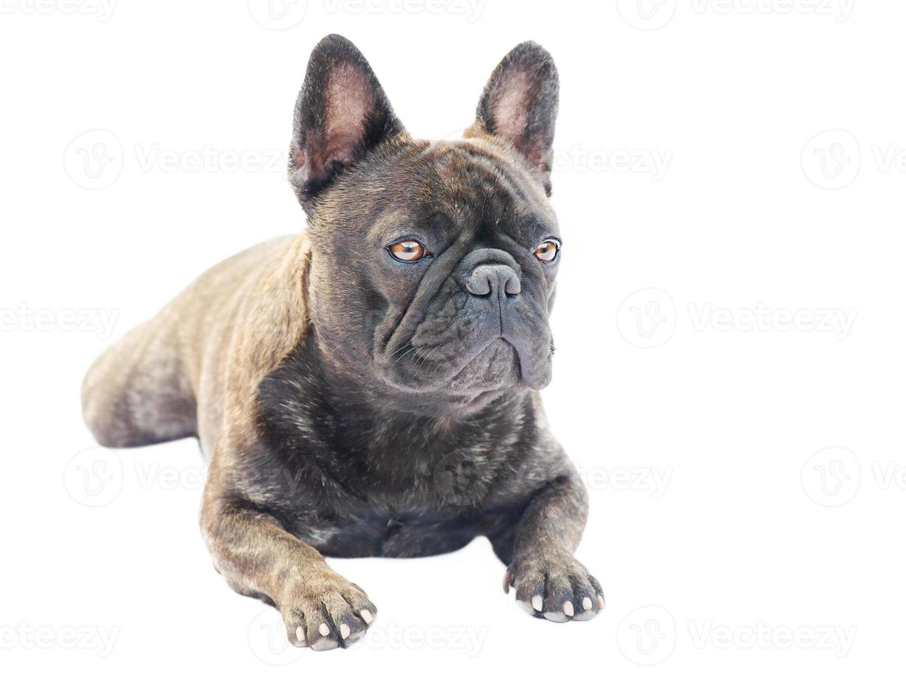 perro adulto aislado sobre un fondo blanco. macro de estudio de retrato de bulldog francés. foto