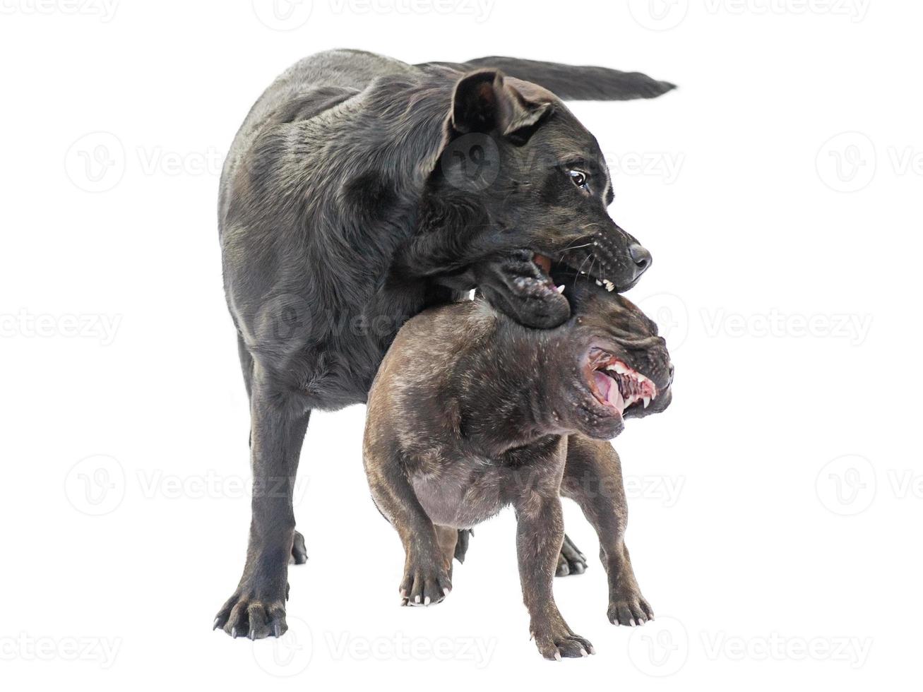 un labrador negro y un bulldog francés de color tigre juegan y muerden. dos perros de pura sangre. foto