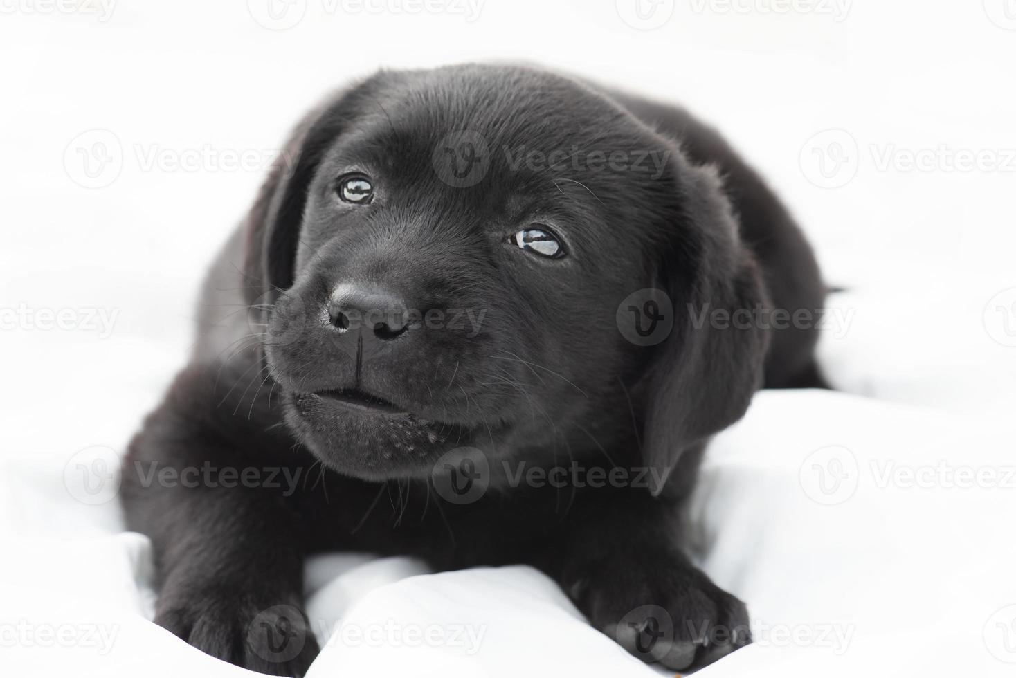 un pequeño cachorro labrador retriever sobre un fondo blanco. linda mascota foto