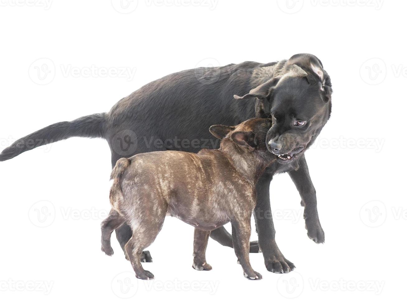 A black labrador and a French bulldog of tiger color are playing and biting. Two thoroughbred dogs. photo