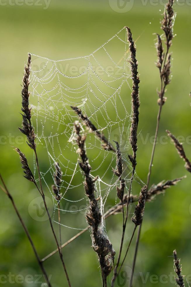 Close up of a spider web attached between grasses. Drops of dew sit on the net. The background is green. The light shines from behind. photo