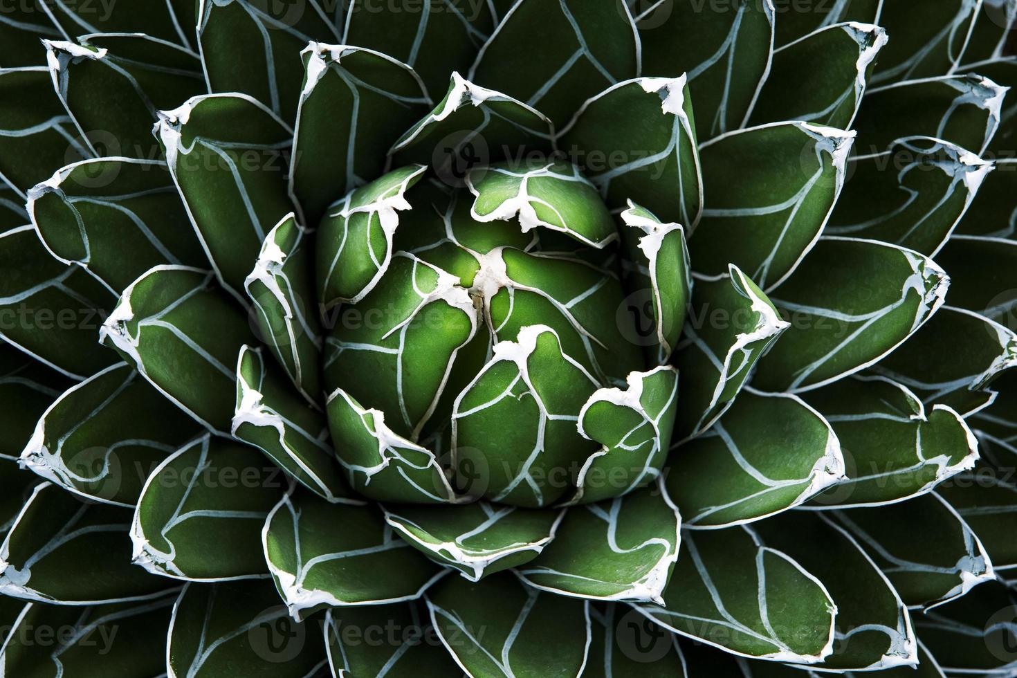 beautiful abstract top view of agave plant photo