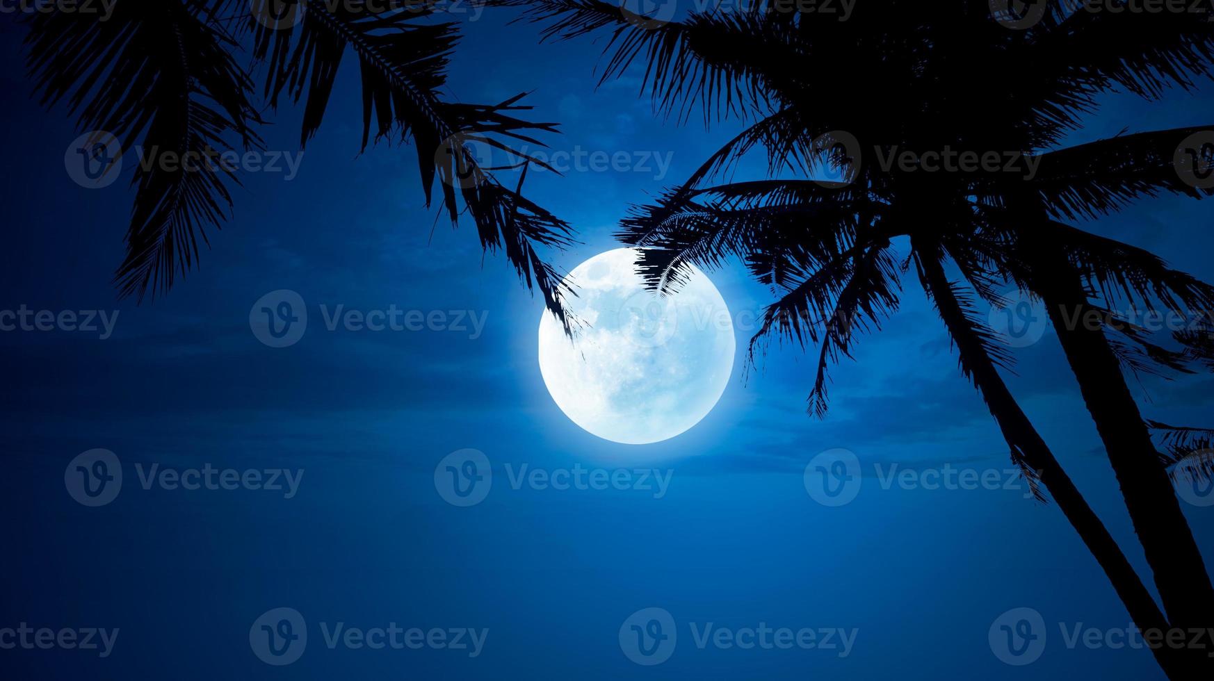 Blue night sky with coconut trees and moonlight photo