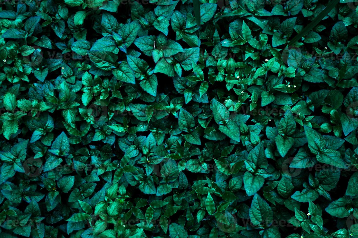 Abstract nature background with leaves pattern. photo
