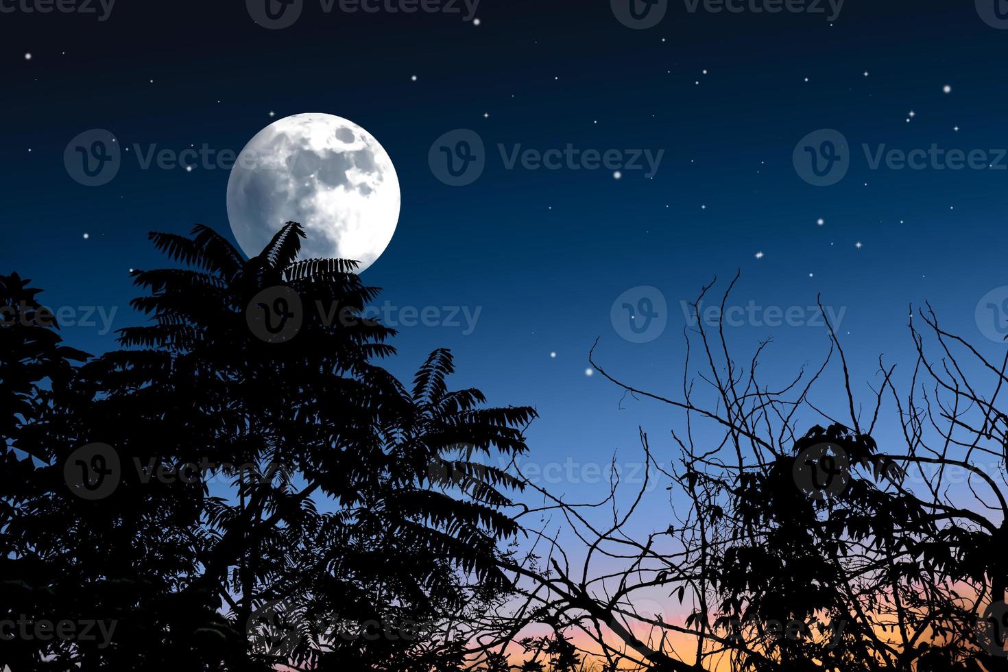 Beautiful night silhouette background. photo