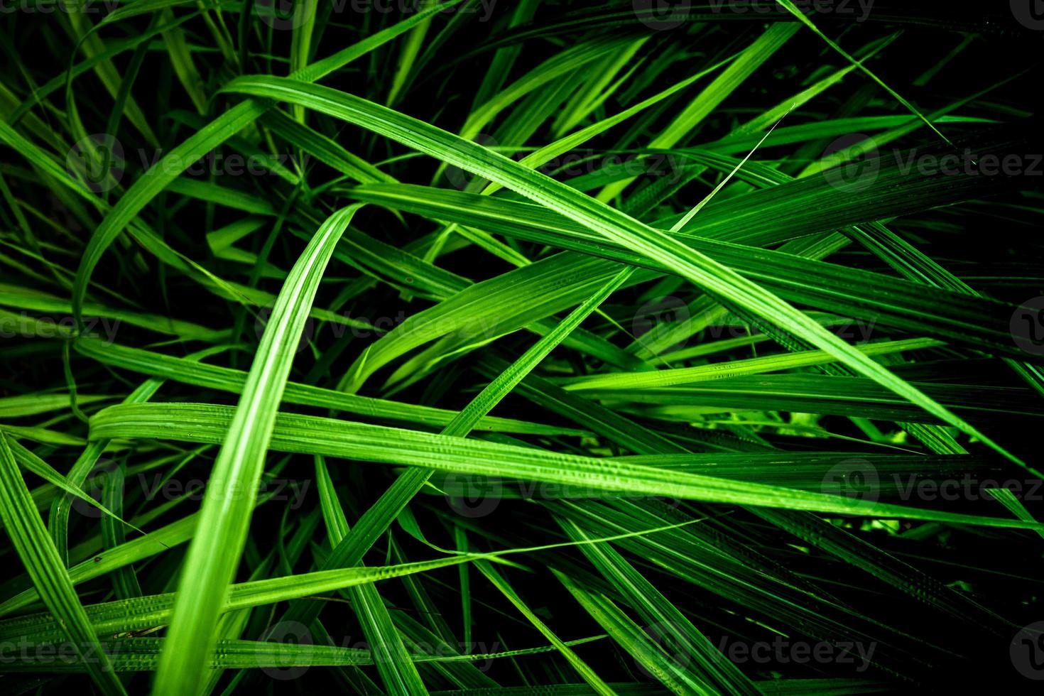 Grass closeup background. photo