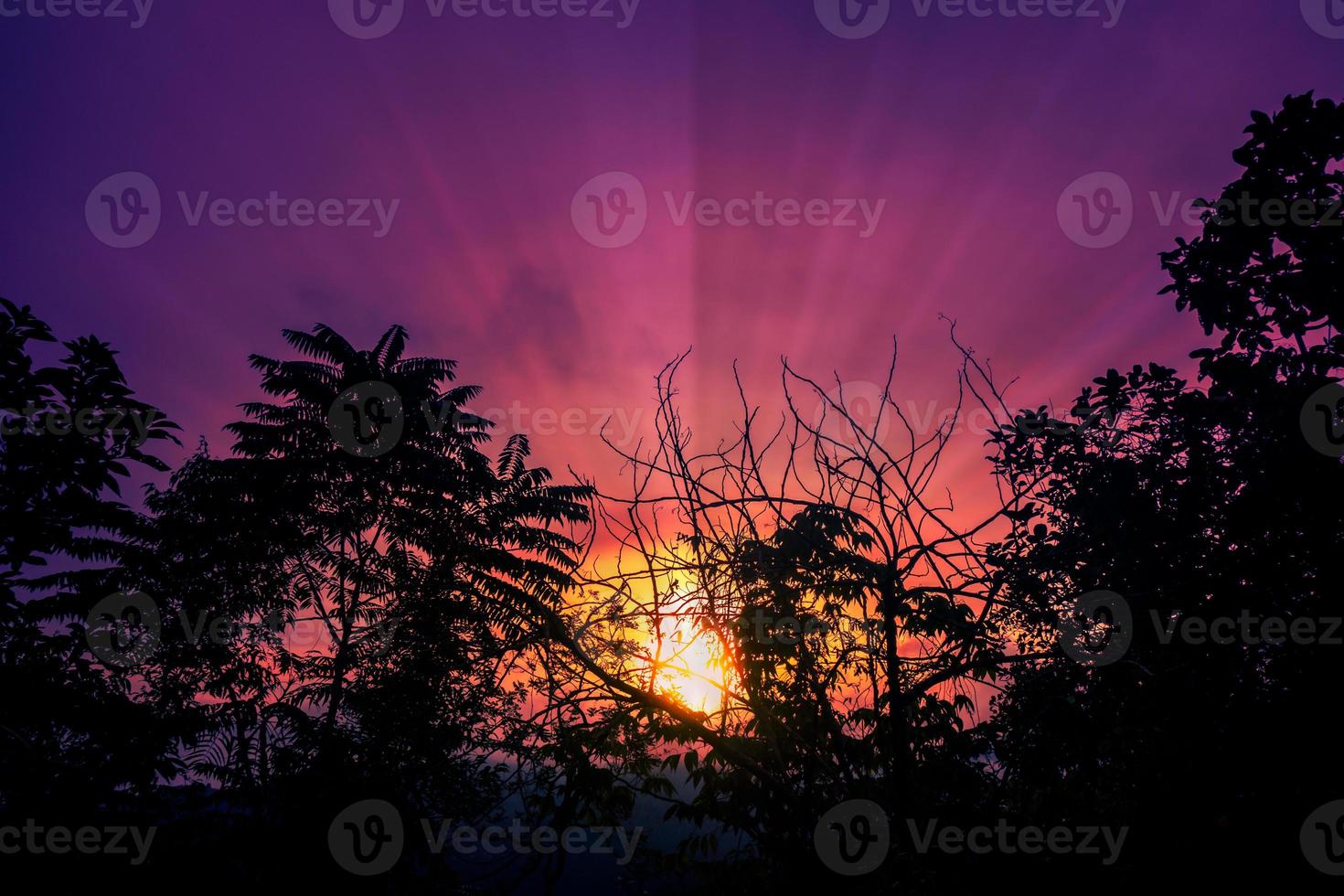 Sunburst against the tree branches photo