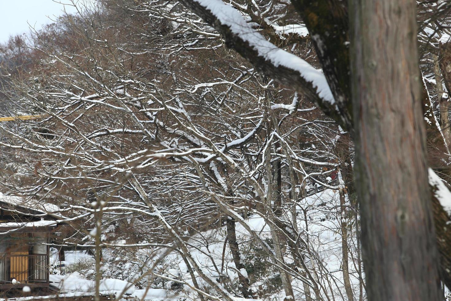 Snowfall in the winter park photo