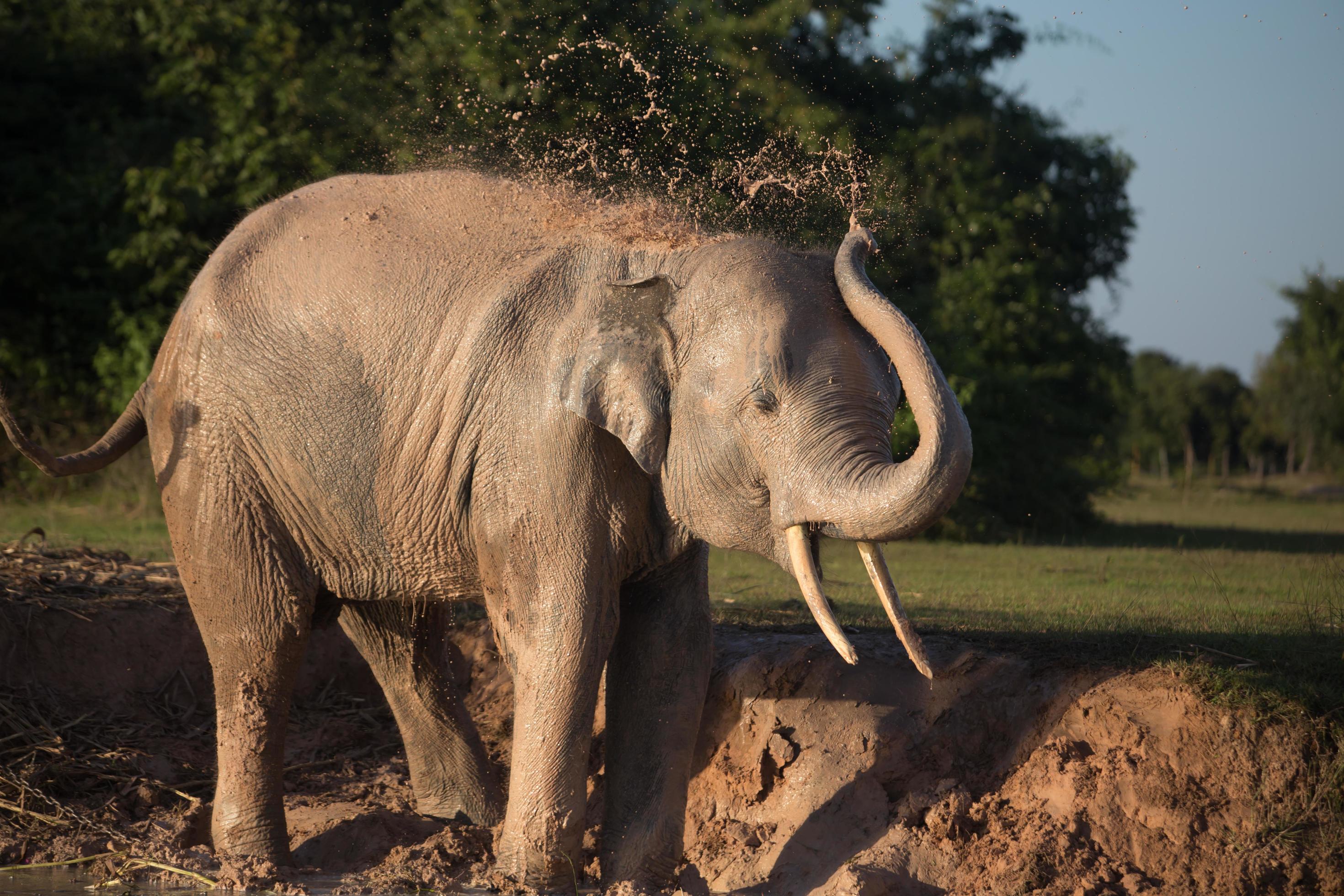 Elephant taking mud bath 12233225 Stock Photo at Vecteezy