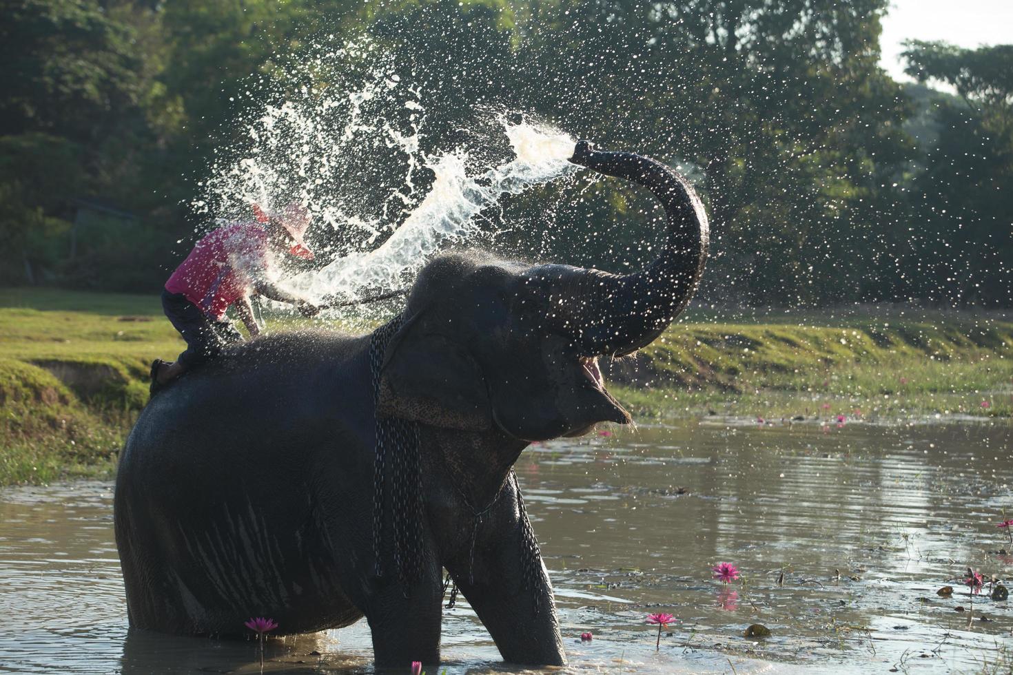 Big elephant bathing in the river and spraying himself with water, guided by their handler photo