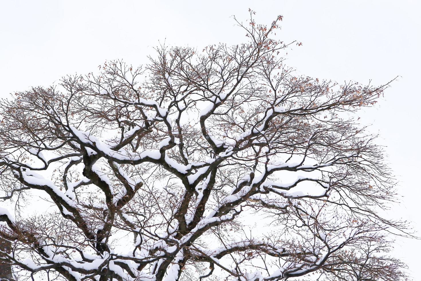 Snowfall in the winter park photo