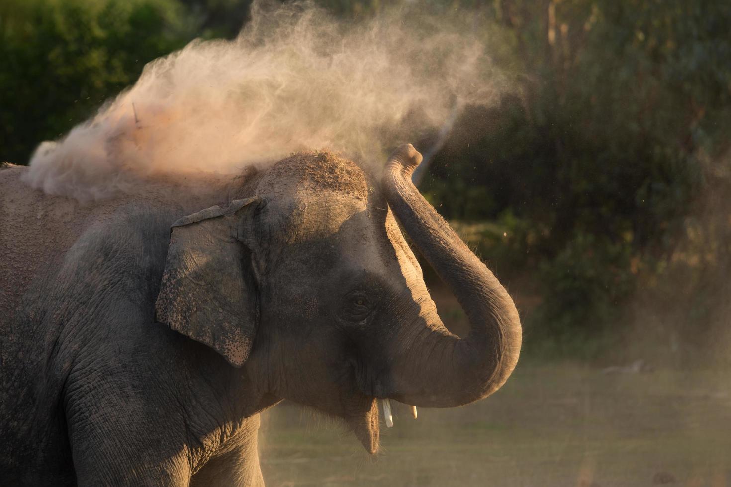 Elephant takes a dust bath photo