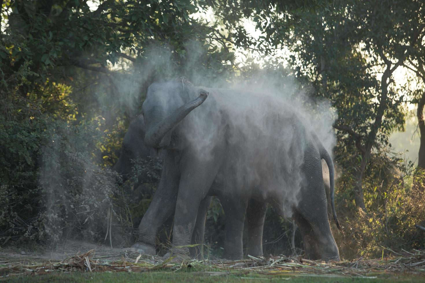 Elephant takes a dust bath 12234387 Stock Photo at Vecteezy