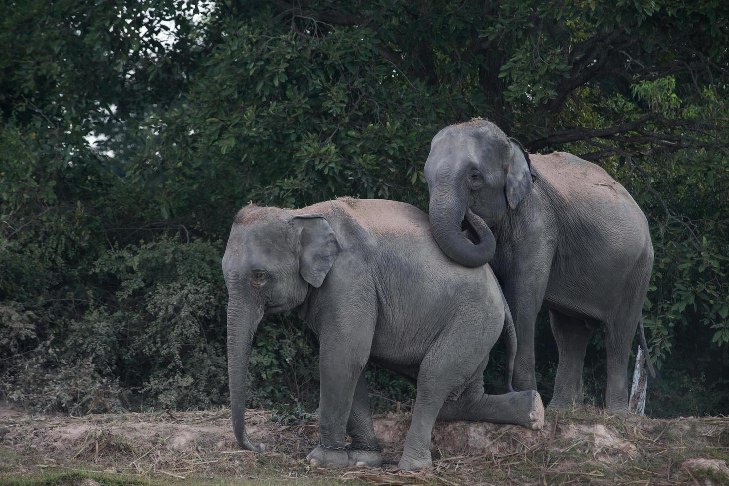 Asia elephant in surin,Thailand photo