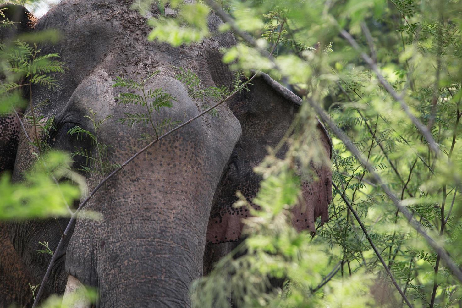primer plano de un elefante foto
