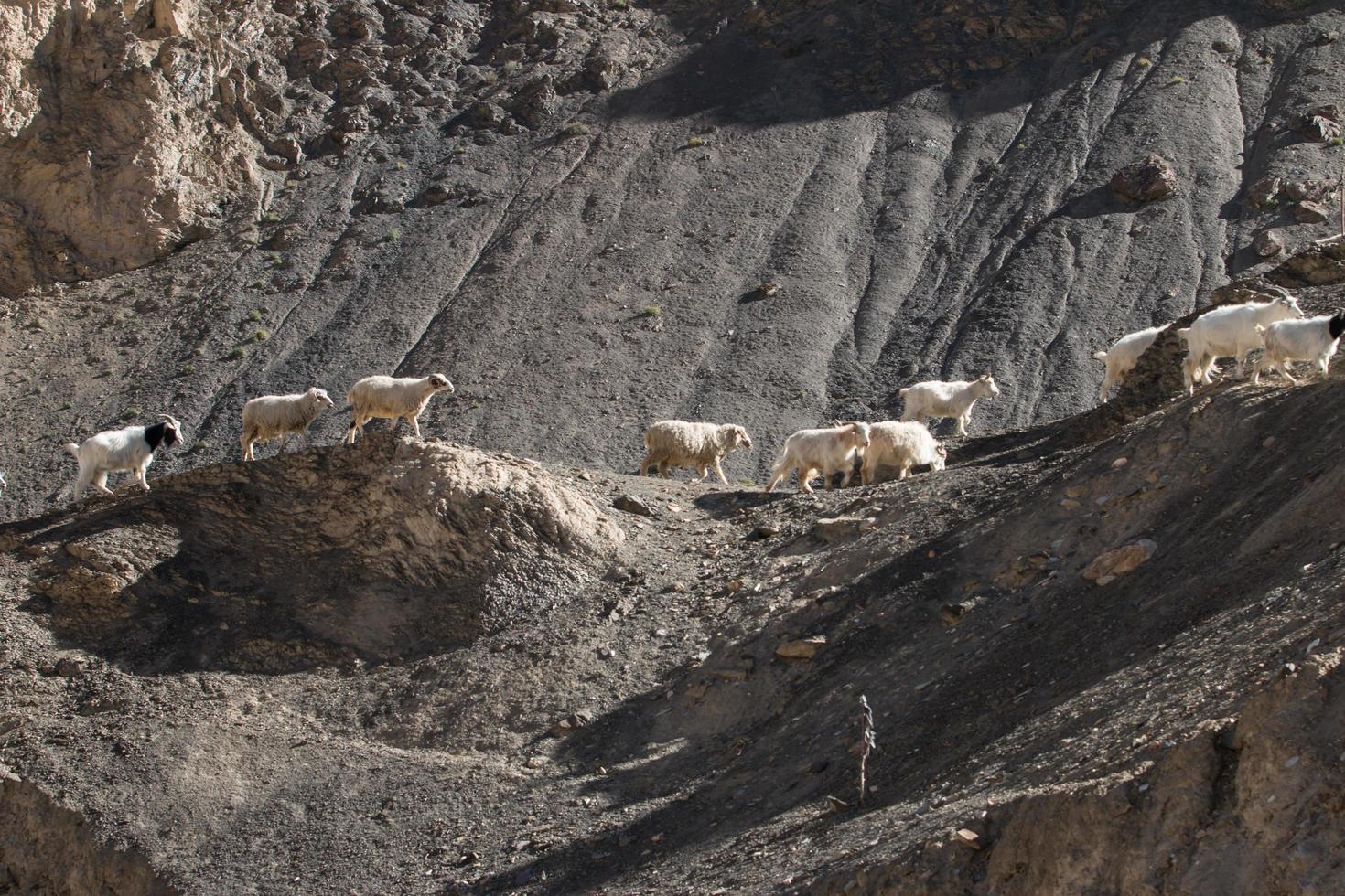 Goats on the Rock at Moon Land Lamayuru Ladakh ,India photo