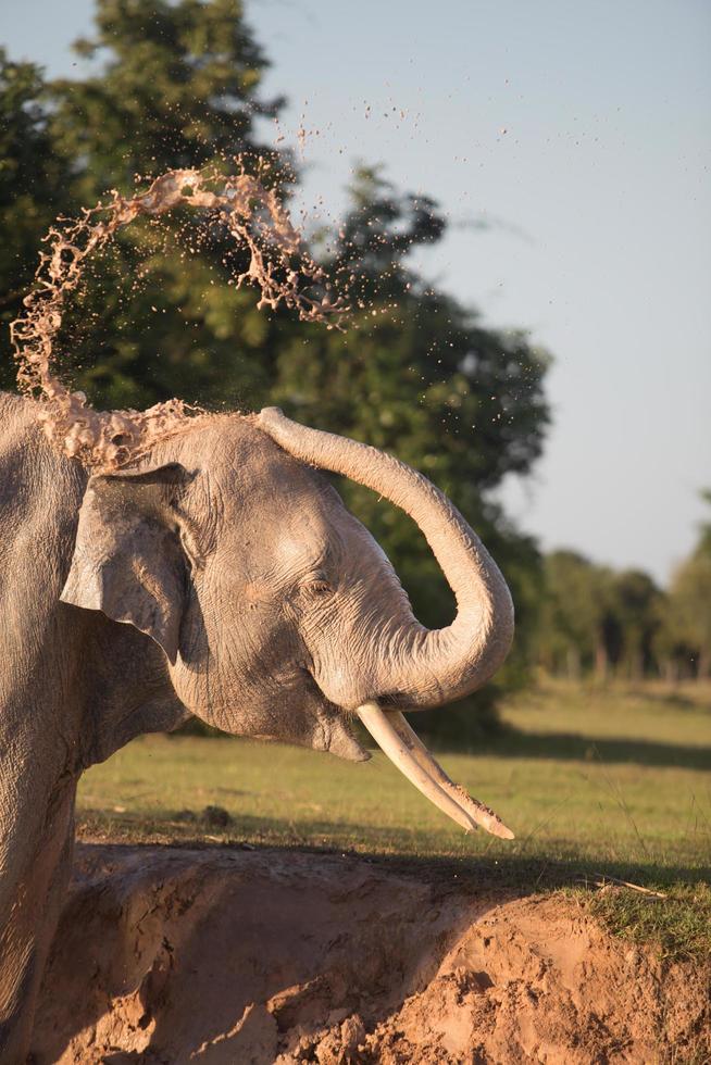 elefante bañándose en lodo foto