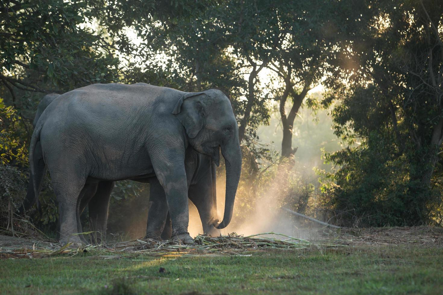 Asia elephant in surin,Thailand photo