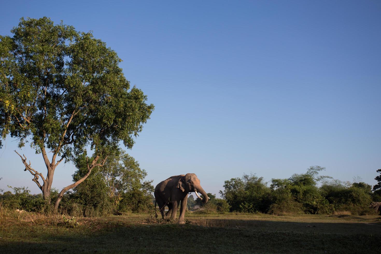 elefante asiático en surin, tailandia foto