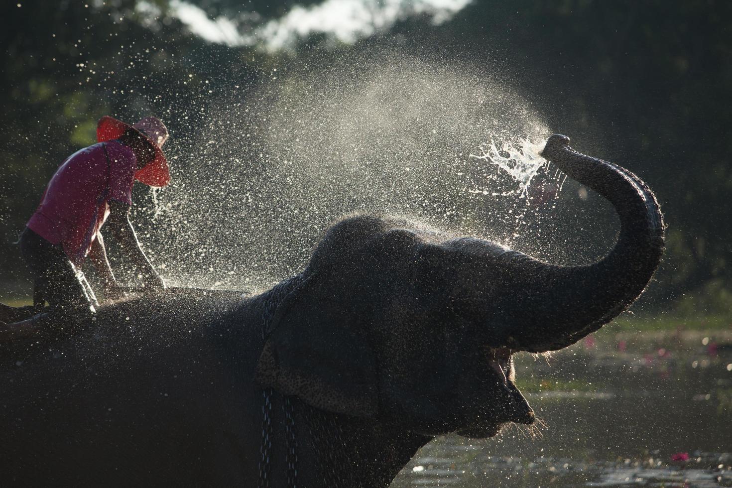 gran elefante bañándose en el río y rociándose con agua, guiado por su manejador foto